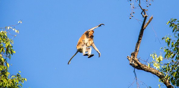 A Proboscis Monkey (Nasalis larvatus, long-nosed monkey or bekantan) and her baby jump between trees at the Kinabatangan Wildlife Sanctuary in Borneo.