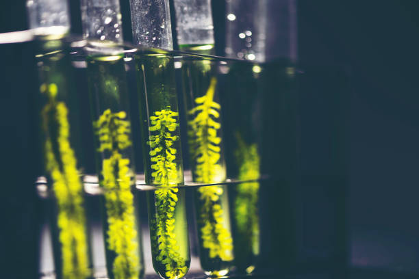 istock Photobioreactor in lab algae fuel biofuel industry. Algae fuel 1145950661