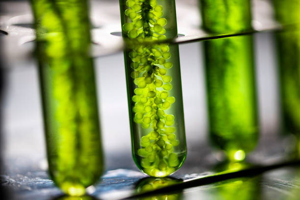 istock Photobioreactor in lab algae fuel biofuel industry, Algae fuel, Algae research in industrial laboratories 1145950680