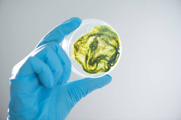 istock Photobioreactor in lab algae fuel biofuel industry, Algae fuel, Algae research in industrial laboratories 1145950734