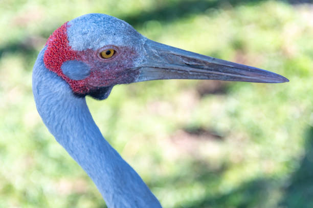 Taken in the Hunter Valley, NSW, Australia
