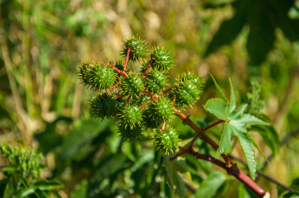 fruit de barbarie sauvage collé à la branche feuillues - unready photos et images de collection