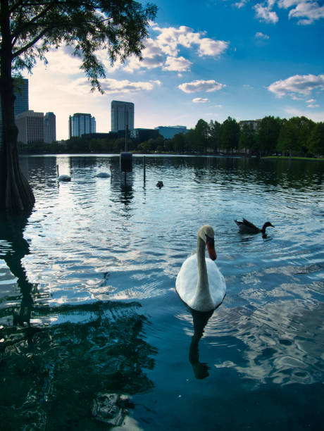 istock Birds at The Lake in the Park 1145955213