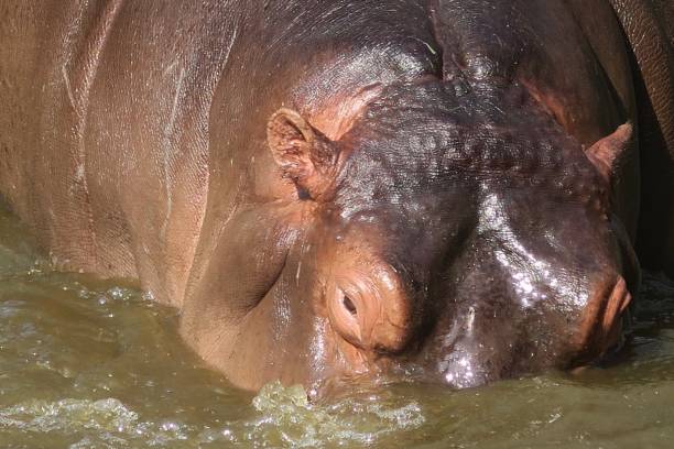 Stock photo showing a group of wild African hippos who are relaxing in the cooling waters of Kenyan safari park, in the shade of the midday heat. The photo includes close-up details of the hippopotamus eyes, ears and tough, grey leathery skin, with the happy hippos shown sunbathing and bathing in the mirky, rather muddy water at Lake Naivasha, Kenya, Africa. Some of the hippos eyes and ears are poking out of the green water, amidst the ripples and reflections. Hippos may look placid and somewhat dopey creatures, but they are in fact one of the most dangerous animals in the whole of Africa, with their powerful jaws, big gaping mouth and sharp teeth killing more people than both crocodiles and even lions, the king of the jungle. imagen de hipopótamos salvajes africanos enfriándose en el agua en el parque safari de kenia, foto de hipopótamo de cerca de los ojos, las orejas y la piel, animales peligrosos/hipopótamos tomando el sol y bañándose en agua fangosa en el lago naivash