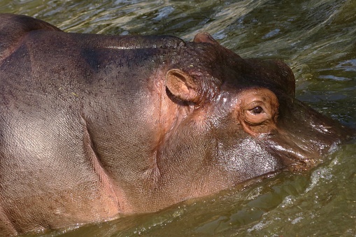 Stock photo showing a group of wild African hippos who are relaxing in the cooling waters of Kenyan safari park, in the shade of the midday heat. The photo includes close-up details of the hippopotamus eyes, ears and tough, grey leathery skin, with the happy hippos shown sunbathing and bathing in the mirky, rather muddy water at Lake Naivasha, Kenya, Africa. Some of the hippos eyes and ears are poking out of the green water, amidst the ripples and reflections. Hippos may look placid and somewhat dopey creatures, but they are in fact one of the most dangerous animals in the whole of Africa, with their powerful jaws, big gaping mouth and sharp teeth killing more people than both crocodiles and even lions, the king of the jungle.