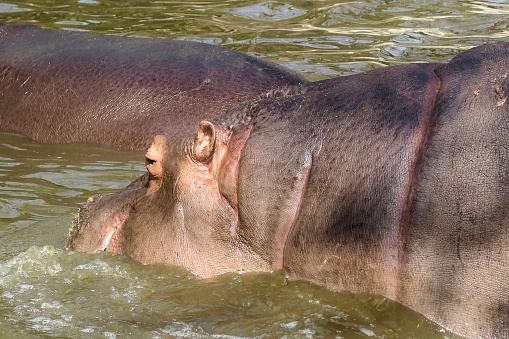 Stock photo showing a group of wild African hippos who are relaxing in the cooling waters of Kenyan safari park, in the shade of the midday heat. The photo includes close-up details of the hippopotamus eyes, ears and tough, grey leathery skin, with the happy hippos shown sunbathing and bathing in the mirky, rather muddy water at Lake Naivasha, Kenya, Africa. Some of the hippos eyes and ears are poking out of the green water, amidst the ripples and reflections. Hippos may look placid and somewhat dopey creatures, but they are in fact one of the most dangerous animals in the whole of Africa, with their powerful jaws, big gaping mouth and sharp teeth killing more people than both crocodiles and even lions, the king of the jungle.