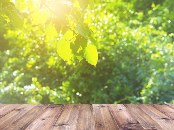 istock green bodhi leaves with sunlight 1145956292