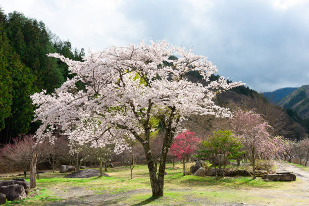 istock cherry blossoms and Prunus persica 1145957586