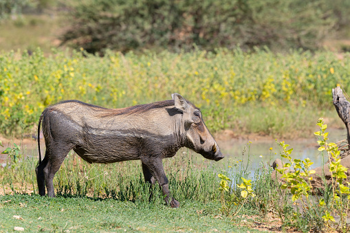Common Warthog with its pale whiskers and curved tusks. Freshly wallowed in mud by the waterhole. Warzenschwein, Phacochoerus Africanus, Namibia. Nikon D850. Converted from RAW.