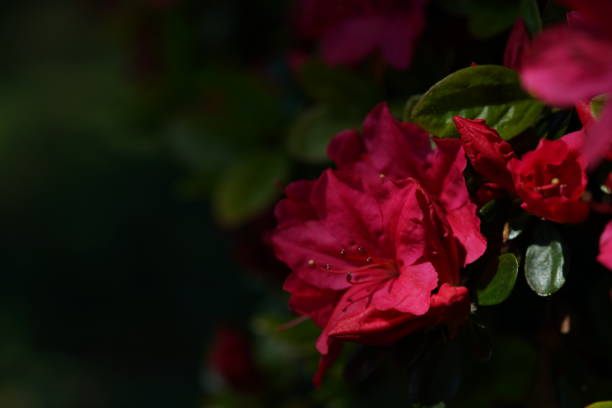 Rhododendron