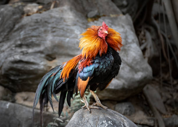 istock Bantam, Gallus, Domestic  Fowl 1145960430