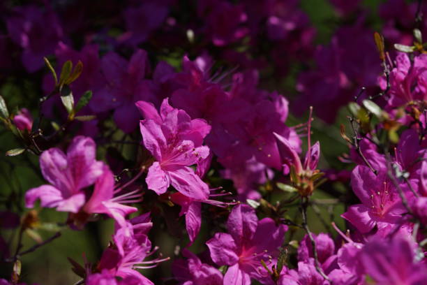 istock Rhododendron dilatatum 'Mitsuba-tsutsuji' Light Purple 1145962254