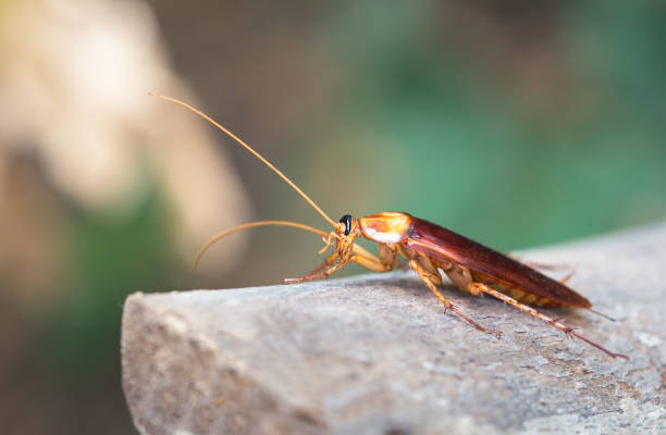 istock Cockroach on wooden, nature blurred background. 1145962276