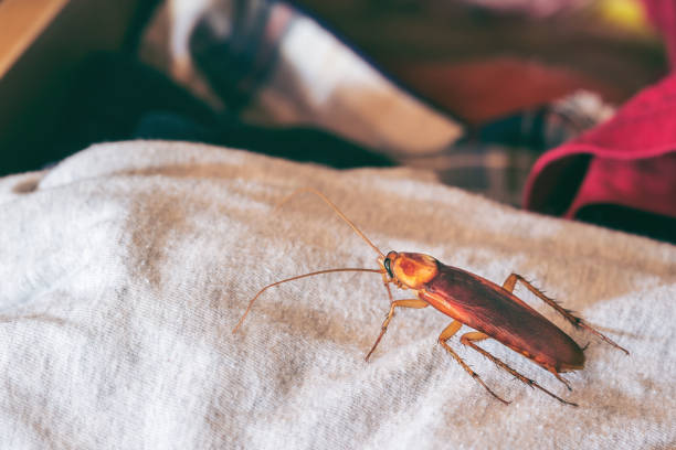 istock Cockroaches in the closet drawer. 1145962288