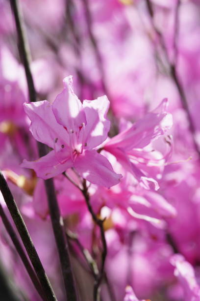 Rhododendron dilatatum 'Mitsuba-tsutsuji' Light Purple stock photo