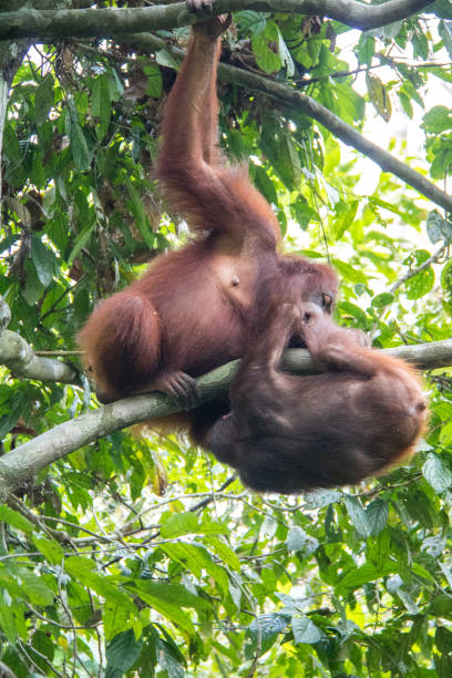 istock Malaysia: Orangutans at Sepilok 1145963137