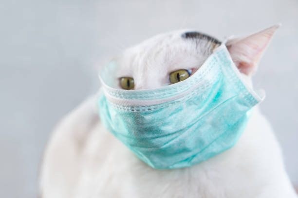 istock white cat wearing mask to protect pollution 1145963505