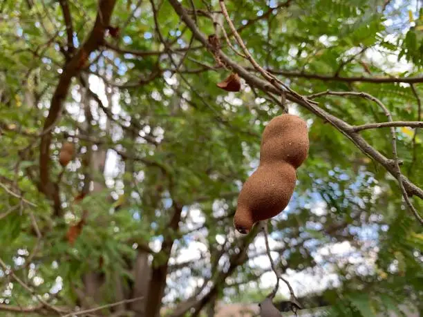 Photo of Fruit and tamarind tree