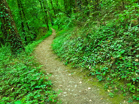 path road in green forest in spring season nature background