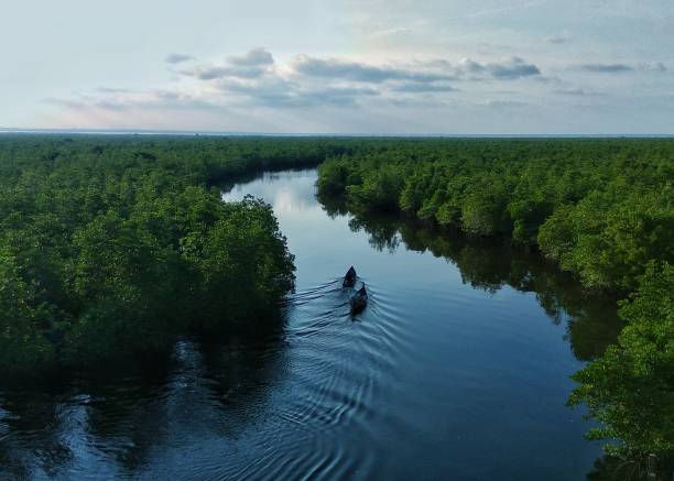 istock The boat between the mangroves 1145966558