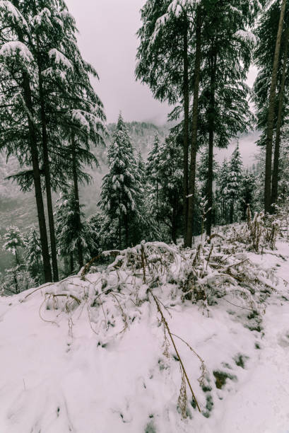 istock Snow covered tree in himalayas in winters 1145969248