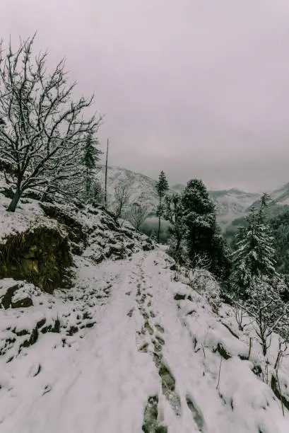 Snow covered road surrounded by deodar tree in himalayas - India