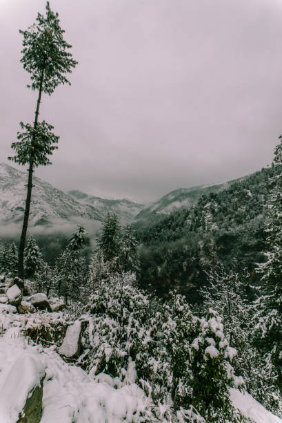 istock Snow covered tree in himalayas in winters 1145970051