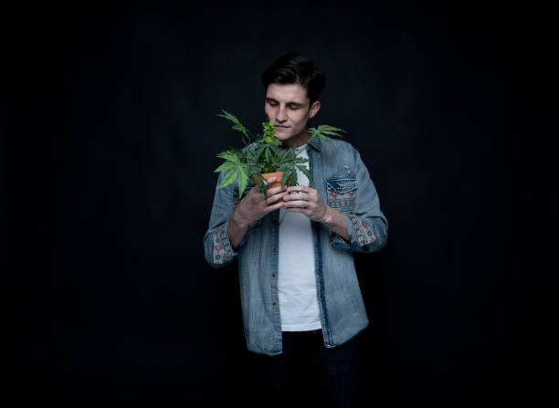 istock Handsome young man is holding a marijuana plant 1145972823