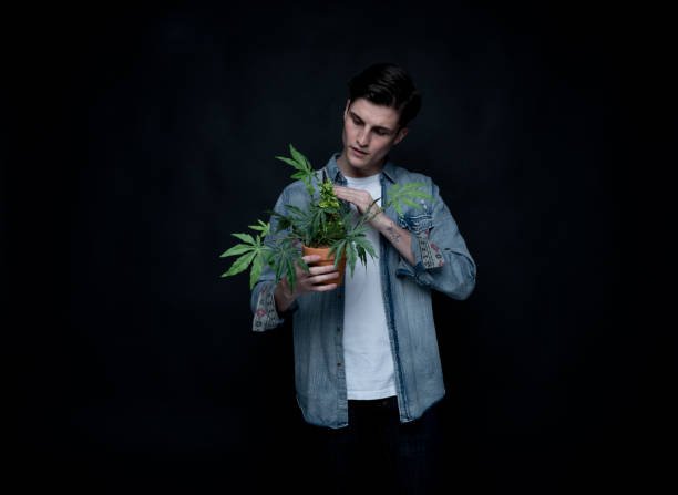 istock Handsome young man is holding a marijuana plant 1145972918