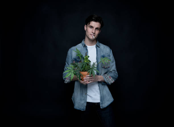istock Handsome young man is holding a marijuana plant 1145973006