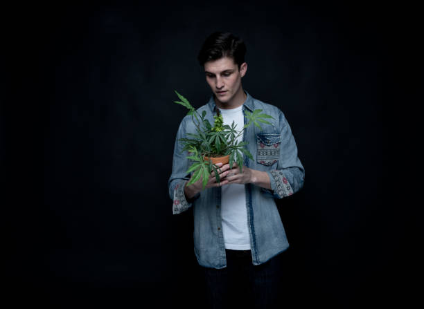 istock Handsome young man is holding a marijuana plant 1145973098