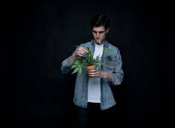istock Handsome young man is holding a marijuana plant 1145973126