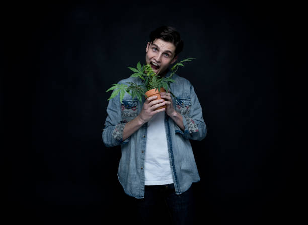 istock Handsome young man is holding a marijuana plant 1145973141