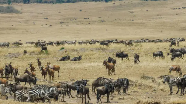 wildebeest, zebra and topi antelope at the mara river in masai mara game reserve