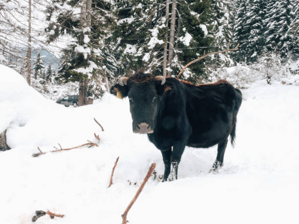 istock Mountain cow in the snow-covered forest 1145974359