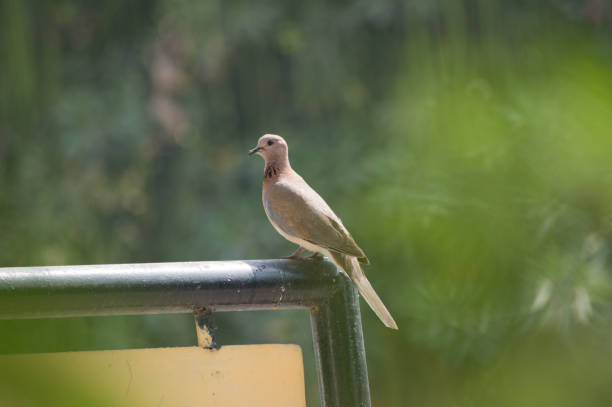 istock pigeon bird sitting on the edge 1145975142