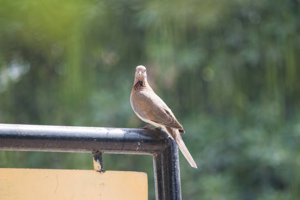 istock pigeon bird sitting on the edge 1145975307