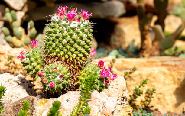 istock Green cactus with sharp needles and pink purple flower 1145975403