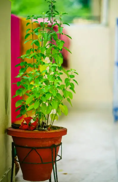 A red garden pot on a green stand with a shrub.