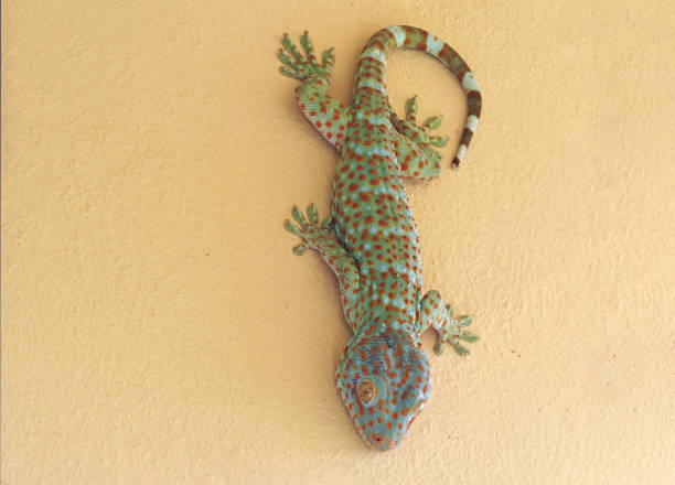 istock Close up Tokay Gecko is on The Wall 1145976716