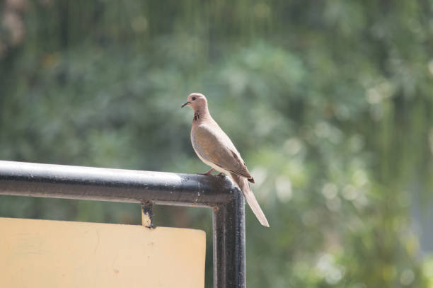 istock pigeon bird sitting on the edge 1145977219