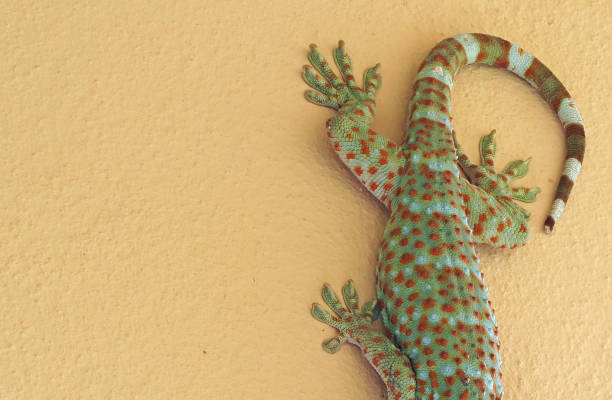 istock Close up Tokay Gecko is on The Wall 1145977251