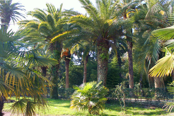 istock Palm trees in the park. 1145977291