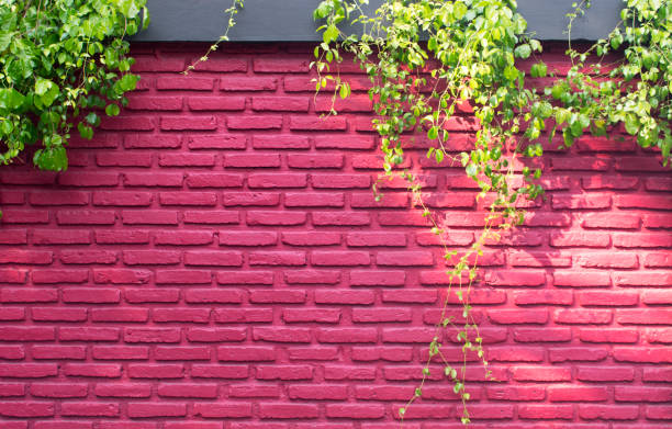 vero motivo a parete in mattoni rossi e una salita di vite in uso per il design esterno o lo sfondo - ivy brick wall vine foto e immagini stock