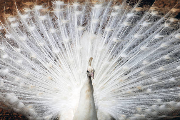 istock Beautiful white peacock in the village 1145977984