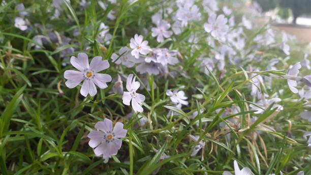 istock Purple flower close shot 1145979097
