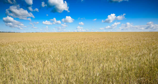 istock Wheat field summer sunny day under cloudy blue sky 1145979211