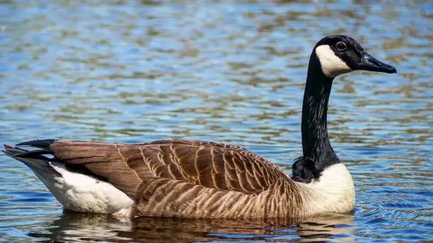 Picture of a Canada goose, taken at a lake in germany.