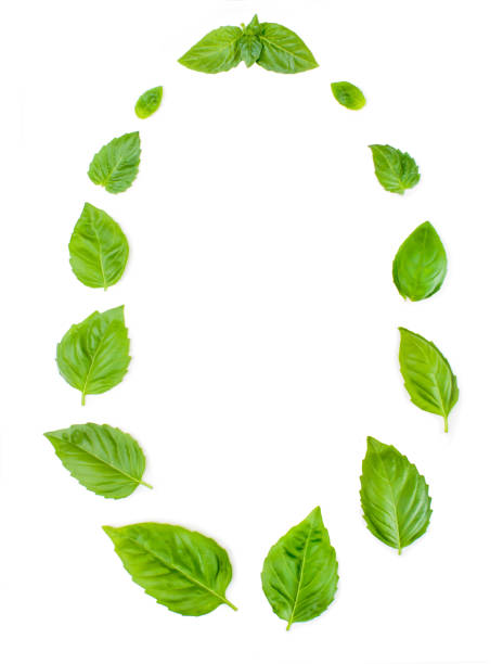 istock The composition of basil leaves on a white background 1145981252