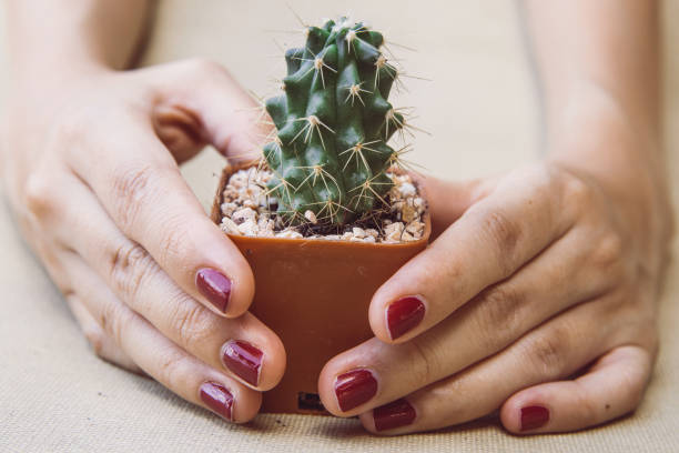 istock Close up of female hands holding a small cactus 1145981379